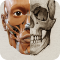 3D Anatomy for the Artists