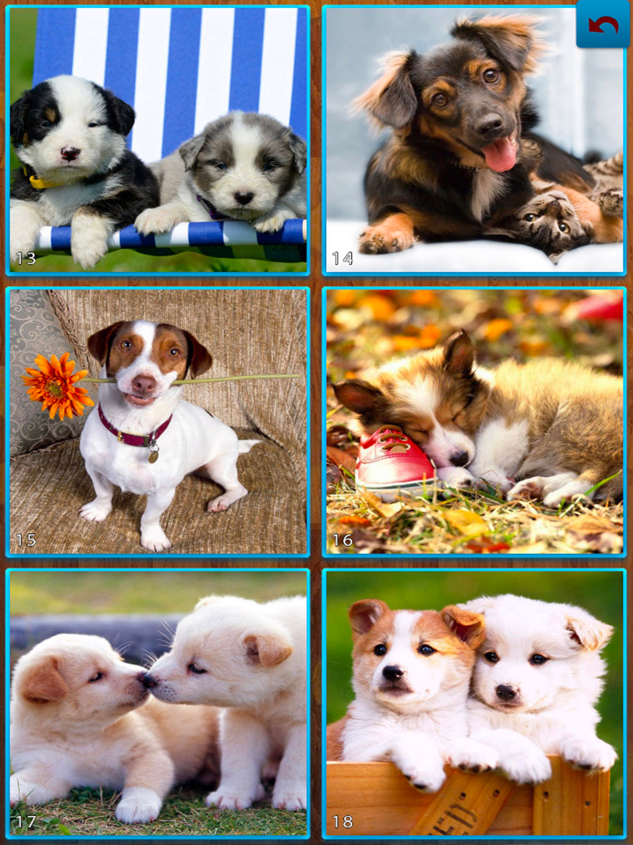 Dogs Jigsaw Puzzles - Titan