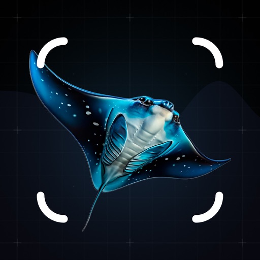 Stingrays Identifier: Photo ID