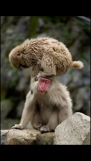 Japanese Macaques screenshot 2