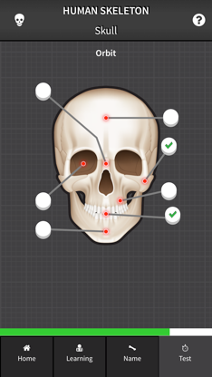 Human Skeleton: Beginner Bones screenshot 4