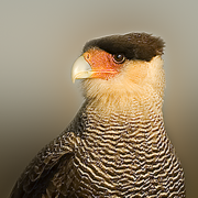 Birds of Patagonia