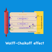 Wolff–Chaikoff effect