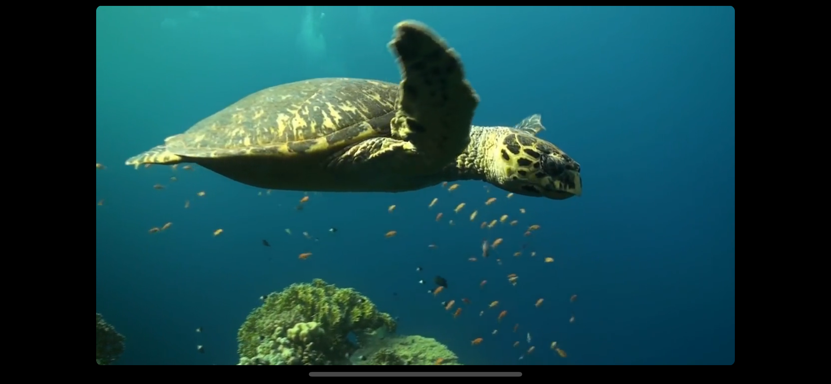 Video Touch: Sea Life