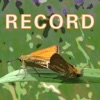 WERecord icon