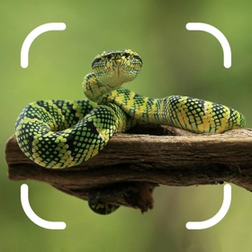 Ophidia: Snake Identifier