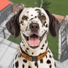 Pet Dog Rescue Shelter Games icon