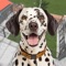 Pet Dog Rescue Shelter Games