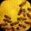 Apiary Book icon