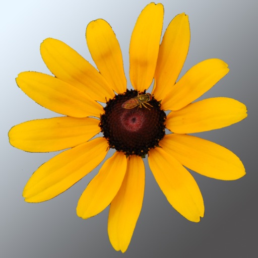 Maryland Wildflowers