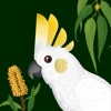 Wingmate Birds Australia