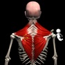 Get Anatomy by M&M for iOS, iPhone, iPad Aso Report