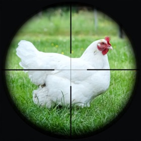 Chicken Shoot Safari Hunting