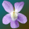 New Jersey Wildflowers icon
