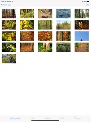 shinrin-yoku - waldbad ipad bildschirmfoto 2