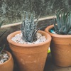 Marboons Plants Shop icon