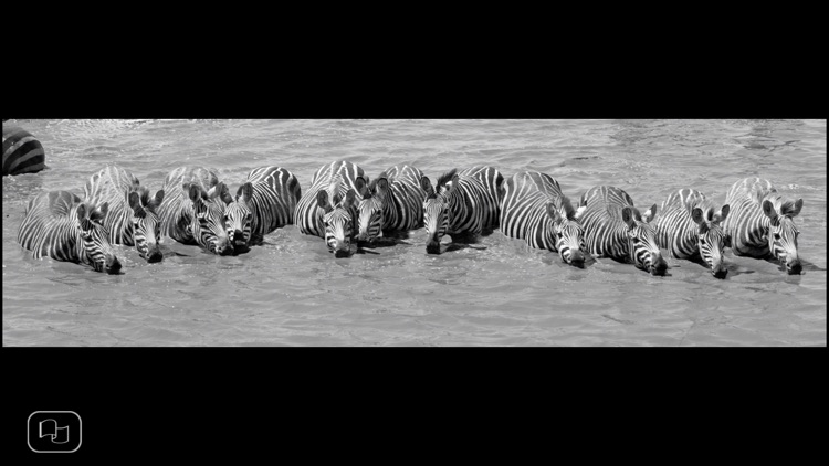 Africa. Wild animals.