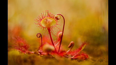 Album The Golden Tortoise 5 iPhone screenshot 4 - Photo & Video app