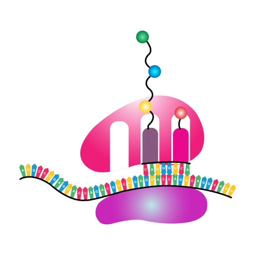 Translation in Prokaryotes