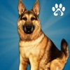 Animal Shelter Dog Simulator icon
