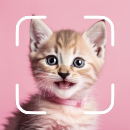 Cat Breed Identifier: Kitty ID