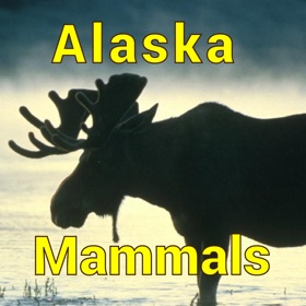 Screenshots (5) Alaska Mammals