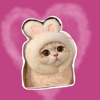 Cute Cat Meme 3 icon