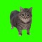 Introducing Brainrot Cat — The Ultimate Rhythm Challenge