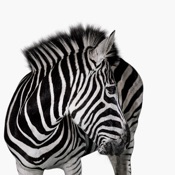 Investec Business Banking