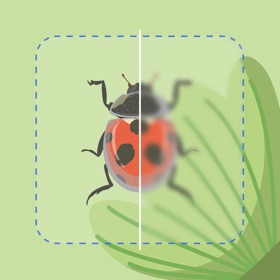 螢幕擷取畫面 (4) Insect Identifier Bug ID