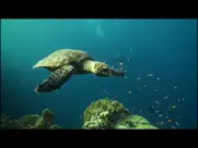 video touch: Подводный Мир айпад изображения 4