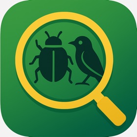 Insect Bug & Identifier, ID