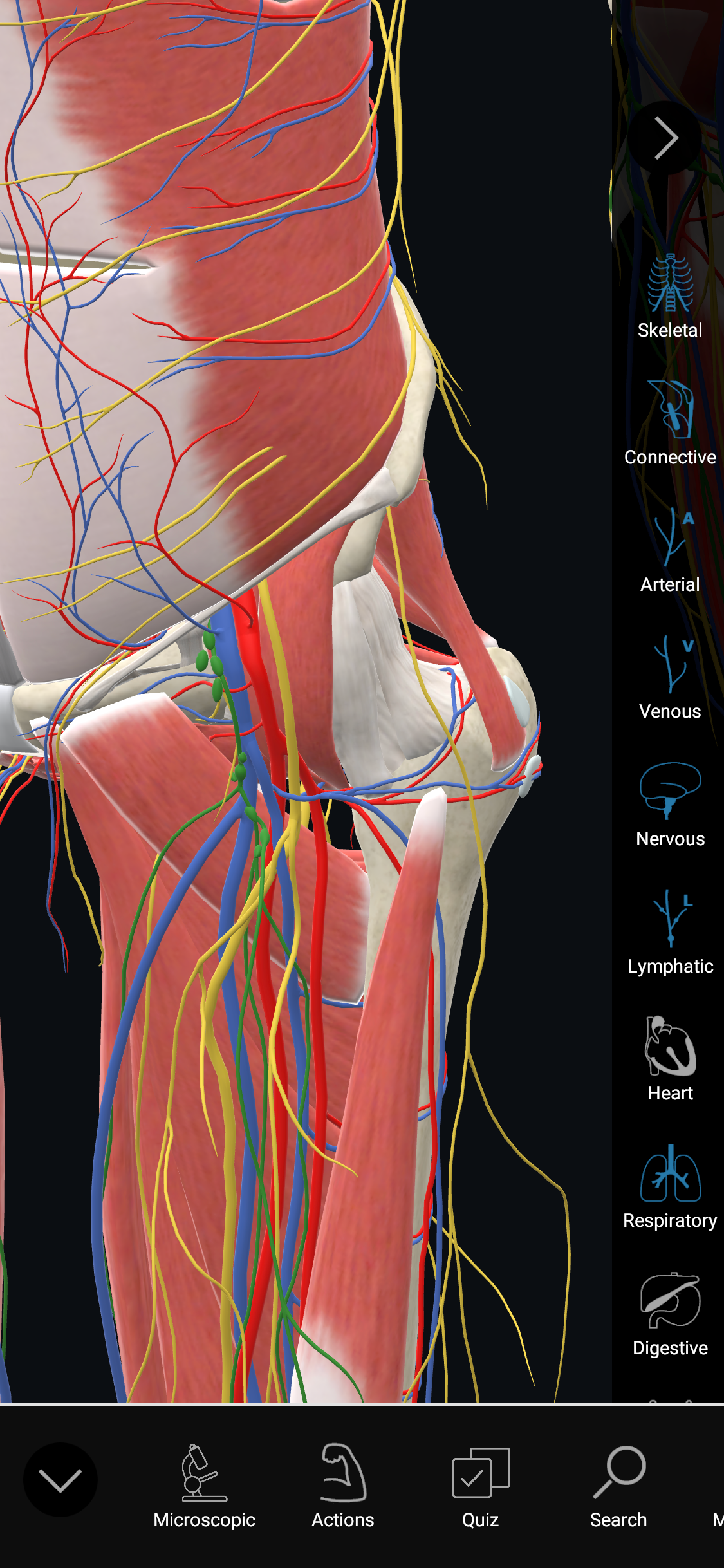 3D Organon