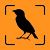 Bird Identifier - Ornithology app icon - Reference app for iPhone
