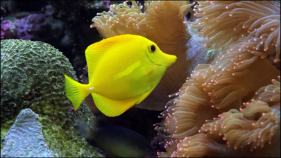 Screenshot #2 pour Video Touch: Vie Marine