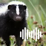 Hunting Calls: Skunk - App Icon