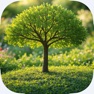 Get Family Trees Builder Pro for iOS, iPhone, iPad Aso Report
