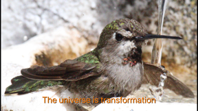 Hummingbird Moments screenshot