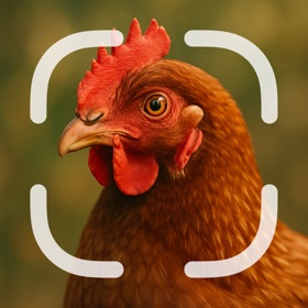 Identifier: Chicken
