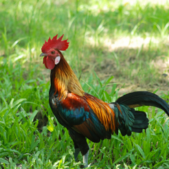 ‎Red Junglefowl Sounds & Calls