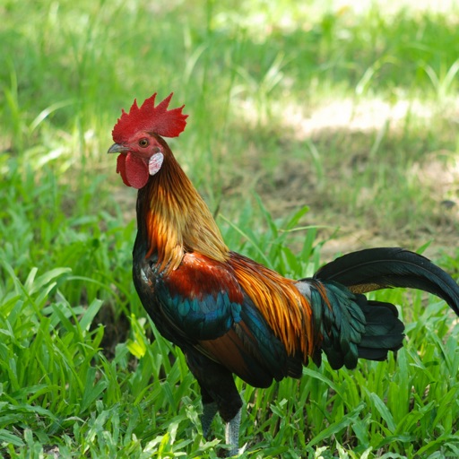 Red Junglefowl Sounds & Calls