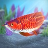 My Asian arowana Aquarium icon