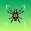 Bug identifier - Spider,insect icon