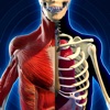 解剖学 アトラス：人体模型と骨格診断