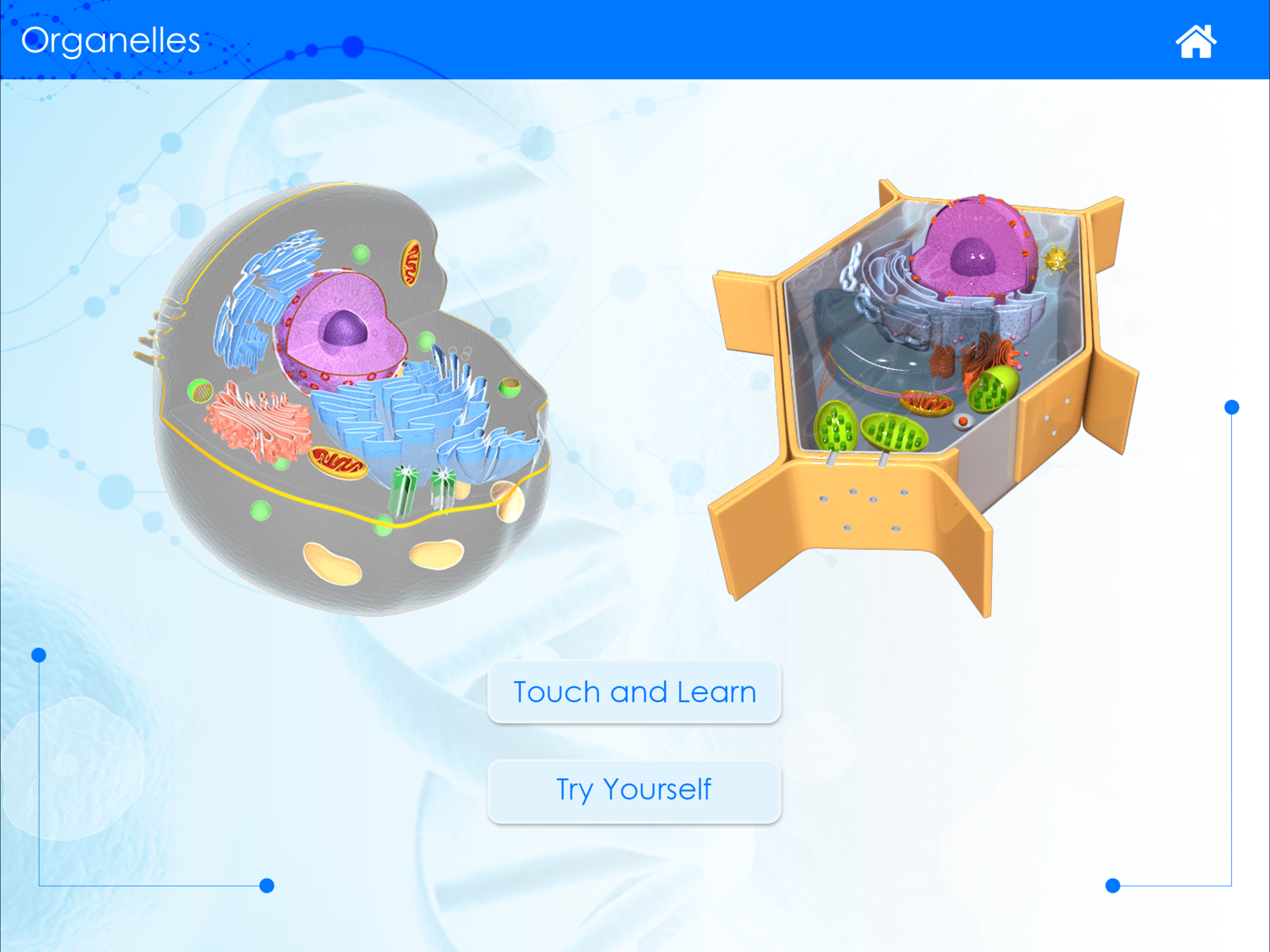 The Living Cell screenshot 4