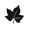 Ivy helps you share and discover music with your friends on a weekly basis