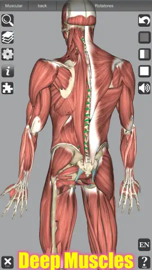 Captura de pantalla de 3D Anatomy en iPhone 4
