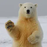 Animal Jokes & Funny Sounds - Icona app