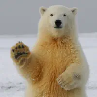 Animal Jokes & Funny Sounds
