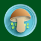 AI Mushroom Identifier